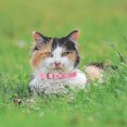thumbnail image 4 of collier De Chat En Cuir 5 Pices Avec Cloche (rose, Jaune, Noir, Vert, Bleu Clair), Boucle En Mtal Rglable Et Durable Petit Collier De Chat, Collie, 4 of 5