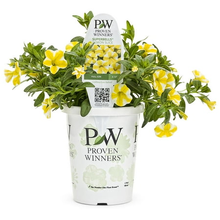 Proven Winners 1.56PT Calibrachoa Sbrbls Lemonslice