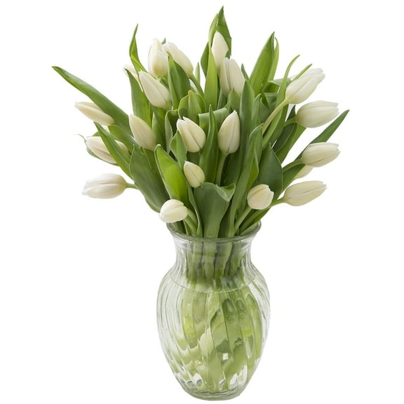KaBloom Fresh Cut Flowers: 20 White Tulips With Greens with Vase, Fragrant, Gift for all occasions