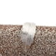 thumbnail image 2 of Golden Clutch Bag Leaf Buckle Evening Handbag Clutch Bag 1Pcs for Women, 2 of 2