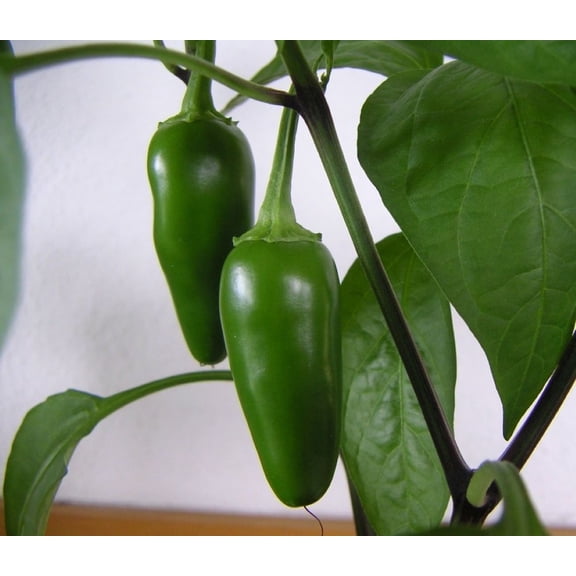 Fooled You Jalapeno Pepper Plant - Mild/Great Flavor - 2.5" Pot
