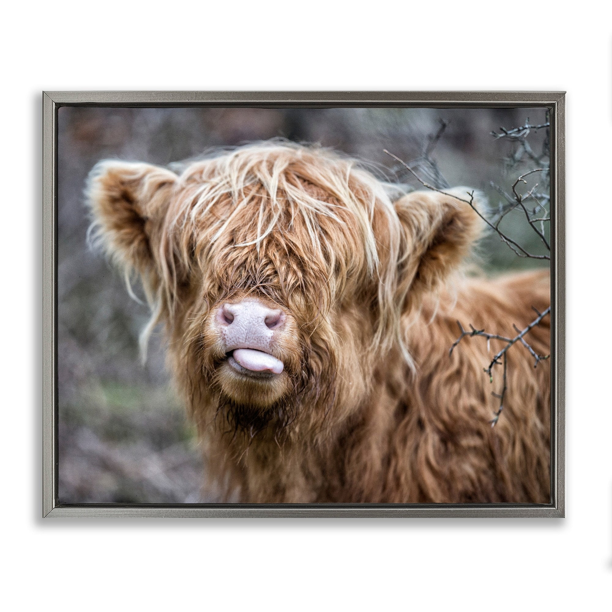 Stupell Industries Baby Highland Calf Cattle Licking Lips Country Farmland Photograph Luster Gray Floating Framed Canvas Print Wall Art, Design by James Dobson