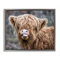 thumbnail image 5 of Stupell Industries Baby Highland Calf Cattle Licking Lips Country Farmland Photograph Luster Gray Floating Framed Canvas Print Wall Art, Design by James Dobson, 5 of 5