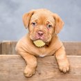 thumbnail image 4 of Durable Interactive Dog Chew Toy For Aggressive Chewers Long Lasting Bone Design Pet Teeth Cleaning Puppy Teething Training Aid For All Size Dogs, 4 of 5