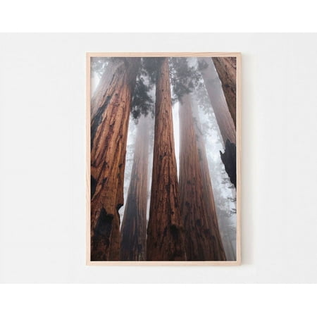 Redwood Trees Print, California National Park, Sequoia Redwood Forest Photography, Nordic Room Wall Decor, Wall Art, Modern Wall Decor, 12x18 UNFRAMED