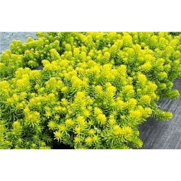Daylily Nursery Angelina Sedum Live Plant in 4 in Containers, Drought Tolerant
