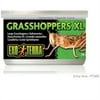Exo-Terra Xlg. Grasshoppers, 1.2 Oz.