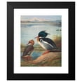 thumbnail image 2 of Archibald Thorburn 20x24 Black Modern Framed Museum Art Print Titled - Red-Breasted Merganser (1913), 2 of 5