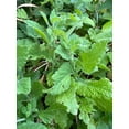 thumbnail image 3 of RedCrocus Lemon Balm Herb | Fragrant, Lemon-Scented Leaves | Ideal for Culinary, Tea & Landscaping | Non-Toxic, Pollinator Friendly | Indoor & Container 4.5" Pot (Pack of 5), 3 of 20