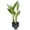 3 Plants, variant on Traveler's Palm - Live Plant in a 4 Inch Growers Pot - Ravenala Madagascariensis - Rare Ornamental Palms of Florida