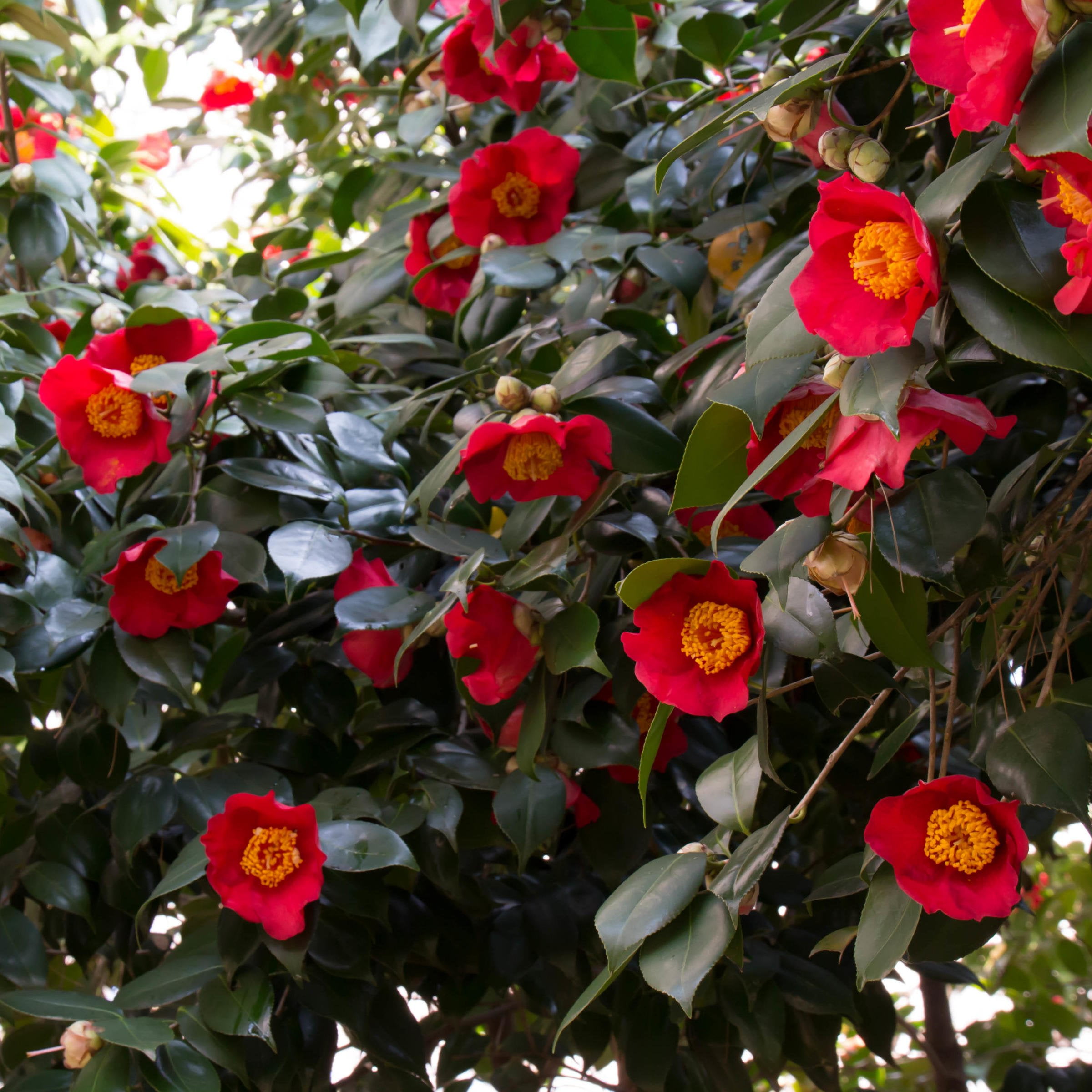 3 gal Camellia Yuletide Live Perennial Shrub Condition with Partial Sunlight