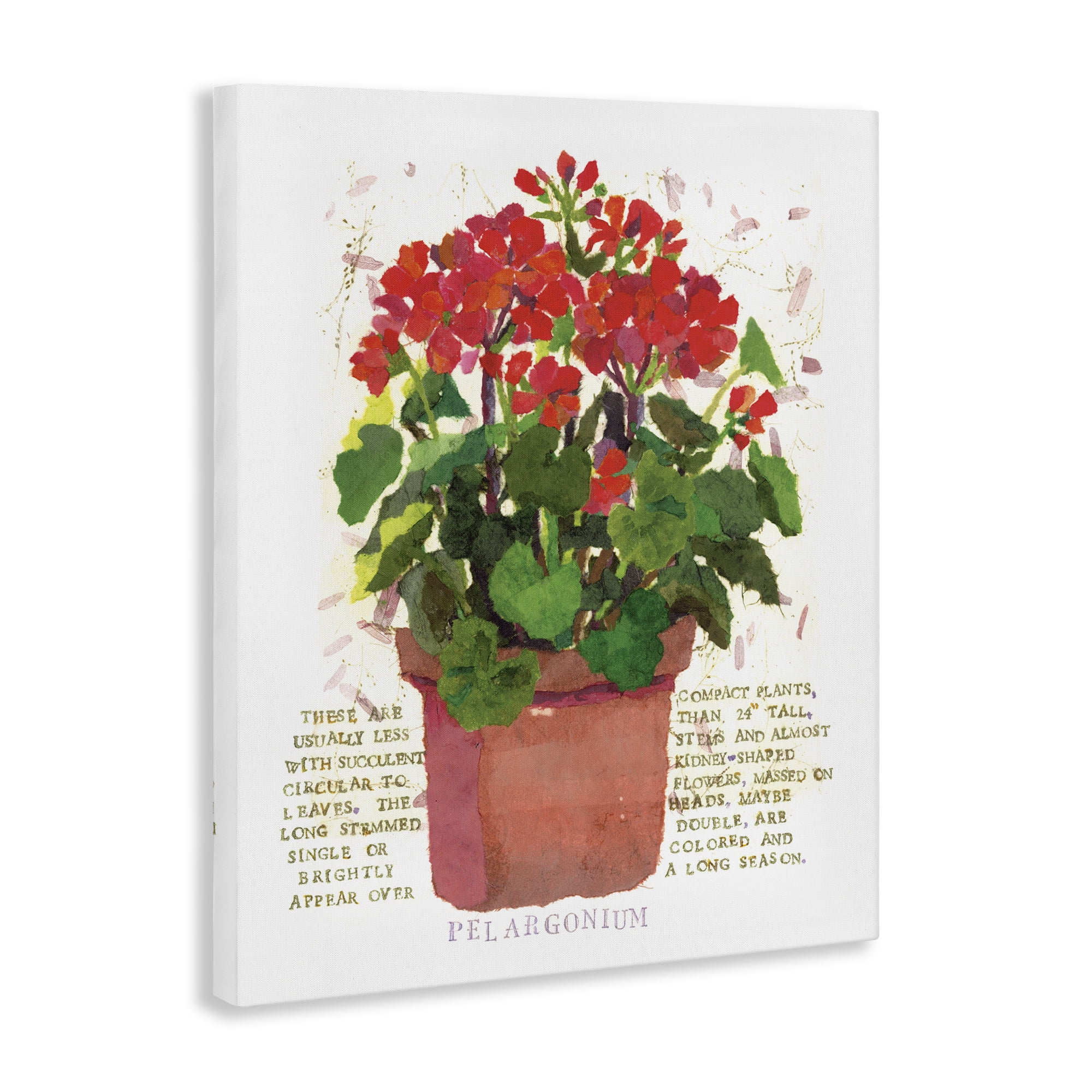 Stupell Industries Red Potted Geranium Botanical & Floral Painting Gallery Wrapped Canvas Art Print Wall Art, 16 x 20