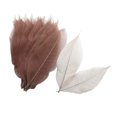 thumbnail image 1 of 100 Pcs Feuilles Squelettes de Magnolia Séchées Colorées, Ornements Café, 1 of 8