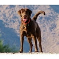 thumbnail image 2 of CafePress - Lovable Chocolate Lab Throw Blanket - Soft Fleece Throw Blanket, 50"x60" for All Ages, 2 of 2