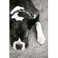 thumbnail image 2 of Karyn Millet 23x32 Gallery Wrapped Canvas Wall Art Titled - Boxer, 2 of 4