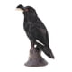 thumbnail image 5 of Juguete de de Simulación Modelo de Aves Negro Conoscitivo de Aprendizaje de Ciencia para Niños, 5 of 9