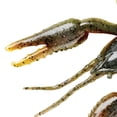 thumbnail image 5 of YUM Crawbug Soft Plastic 2 1/2" Crawdad 10 Count, 5 of 6