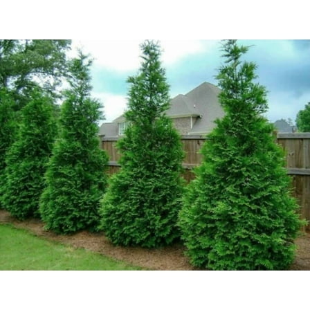 Murray Cypress Tree/Shrub Live Plant 6-12" Tall in 2.5" Pot- Seedlings Live Plant- Privacy Screen Plants Outdoor Garden