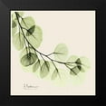 thumbnail image 2 of Koetsier, Albert 15x15 Black Modern Framed Museum Art Print Titled - Eucalyptus, 2 of 5