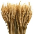 thumbnail image 2 of AURORA TRADE 19.69” Artificial Dried Wheat Natural Fall Arrangement Bouquet (25 Count), 2 of 2