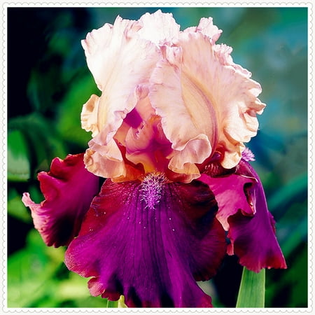 

Garden Bearded Iris Bulbs Iris Bulbs for Planting Beautify Iris bulbs for Sale Suitable for Gardeners Decoration