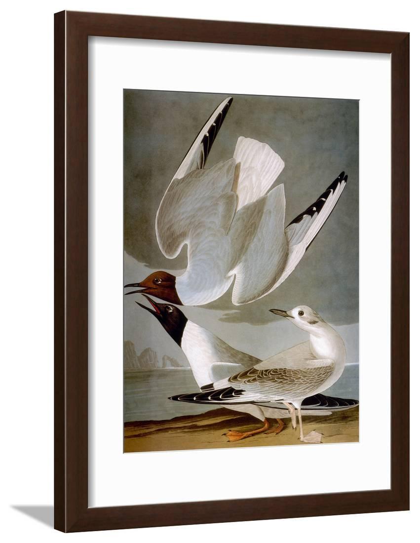 Audubon Gull Framed Print Wall Art By John James Audubon
