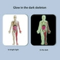 thumbnail image 4 of Huesos De órganos Del Cuerpo Humano, Modelo De Cuerpo Humano Educativo Realista Para Clase, 4 of 7