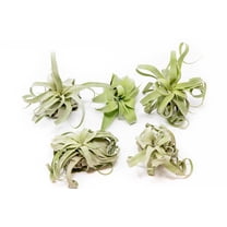 Medium Air Plants Streptophylla - Live Tillandsia Succulent House Plants - Available in Wholesale and Bulk - Home and Garden Decor - Easy Care Indoor and Outdoor Plants (Pack of 5)