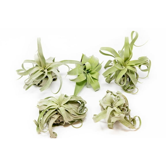 Medium Air Plants Streptophylla - Live Tillandsia Succulent House Plants - Available in Wholesale and Bulk - Home and Garden Decor - Easy Care Indoor and Outdoor Plants (Pack of 5)