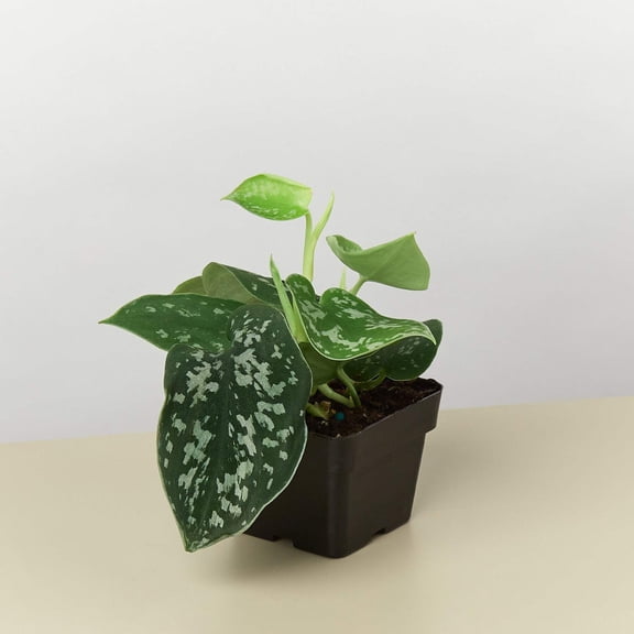 Pothos 'Satin', 3" Pot, Indoor Houseplant, Easy Care, Live Plant for Indoor & Outdoor