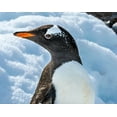 thumbnail image 2 of Perry, William 18x15 Gold Ornate Wood Framed with Double Matting Museum Art Print Titled - Gentoo penguin Snow Highway Rookery-Damoy Point-Antarctic Peninsula-Antarctica, 2 of 4