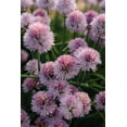 thumbnail image 2 of Chives Herb Seeds/ Perennial/ Full Sun/3000 Seeds 1/8 oz/ Zellajake Farm and Garden - B201, 2 of 5
