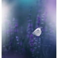 thumbnail image 3 of Nan, Juliana 15x16 Black Modern Framed Museum Art Print Titled - Lavender Queen..., 3 of 5
