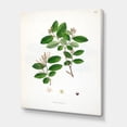 thumbnail image 3 of Designart ' Ancient Plant Life XIX ' Farmhouse Canvas Wall Art Print, 3 of 4