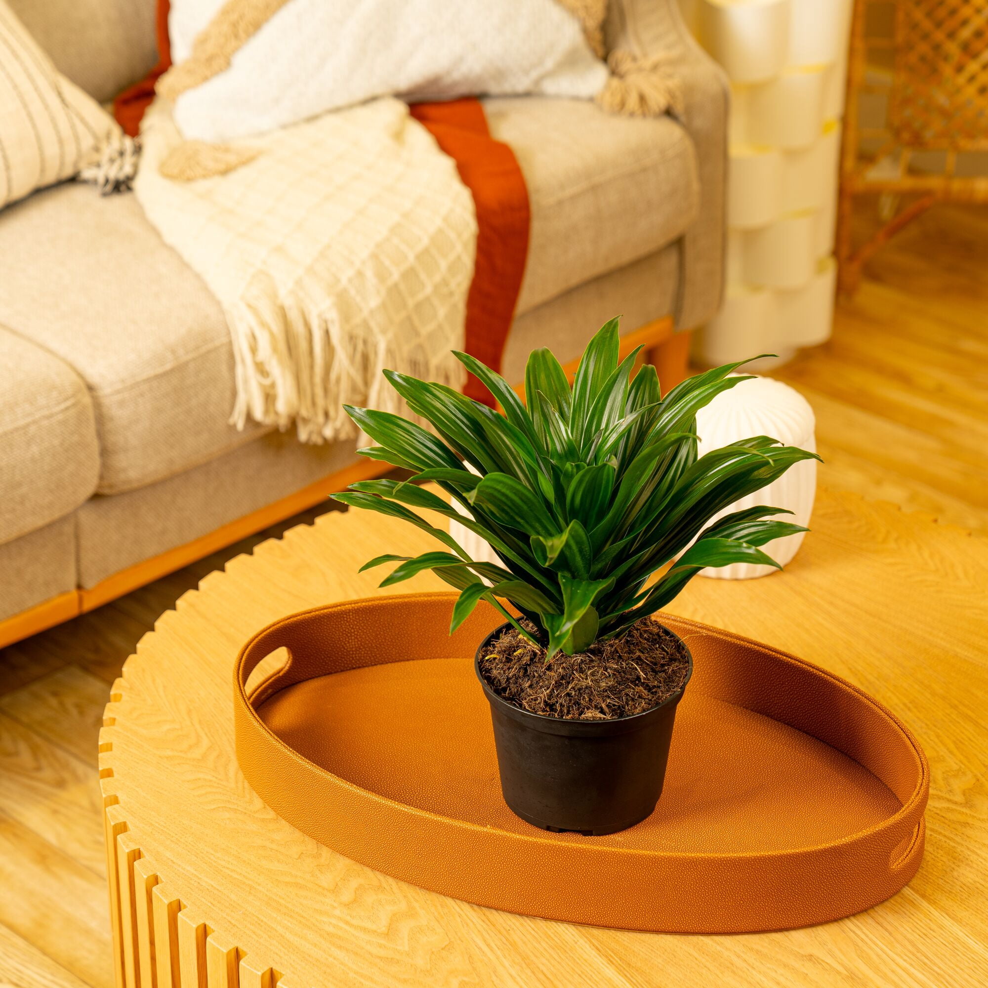 Expert Gardener 16" Foliage Live Plants Grower Pot, Air-Purifying