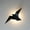Black, variant on LED Flying Bird Wall Lamp Wall Sconce Indoor Lighting Indoor Modern Night Light Bedside Loft Hallway Bedroom Decoration Lighting Gold
