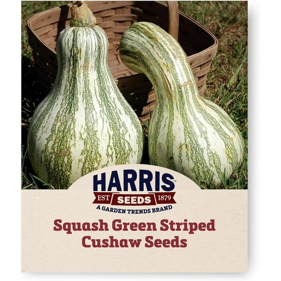 Harris Seeds - Squash Seeds Green Striped Cushaw Variety Yellow - 1 Oz.