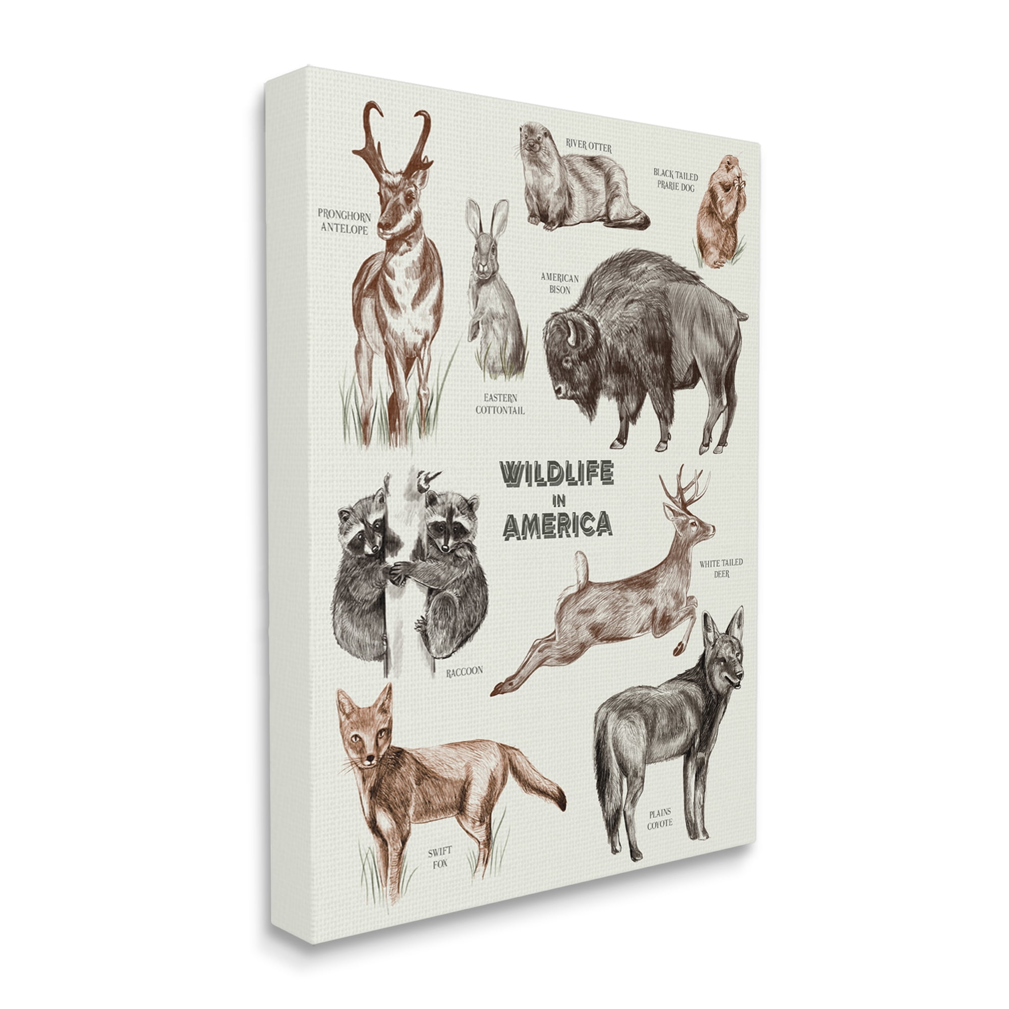 Stupell Industries Wildlife In America Various Animals Detailed Illustrations Chart Canvas Wall Art, 36 x 48, Design by Lil' Rue