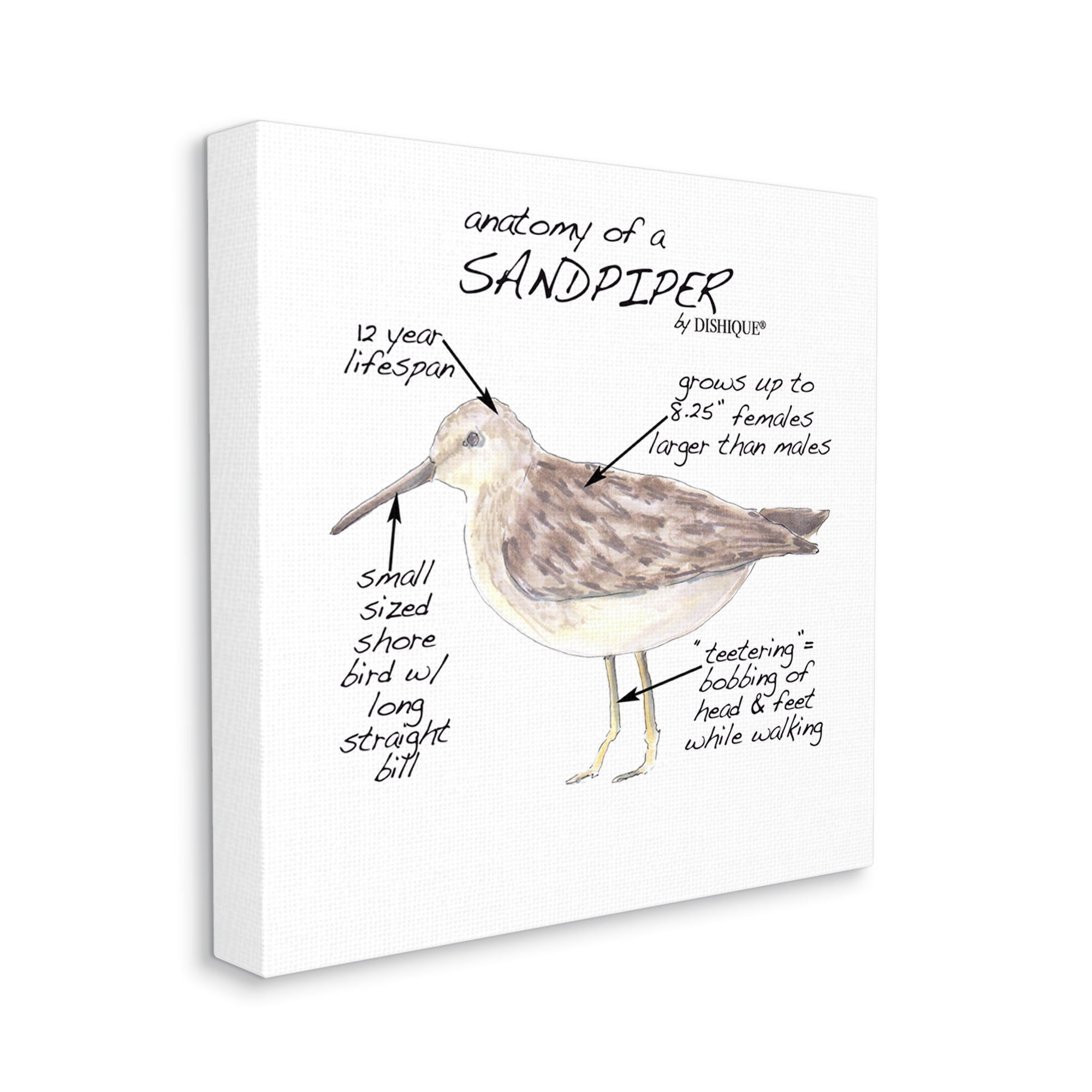 Stupell Industries Sandpiper Beach Bird Wildlife Learning Facts Chart Graphic Art Gallery Wrapped Canvas Print Wall Art, Design by Dishique