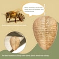 thumbnail image 2 of ACDANC 4 Pack Paper Fake Wasp Nest Decoy Hanging,Fake Hornet Nest Decoy Carpenter Bee Deterrent,Wasps Trap Wasp Deterrent Outdoor Yellow Jacket Carpenter Bee Traps for Outsides Garden Patio, 2 of 7