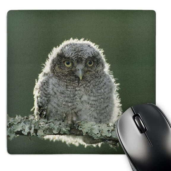 3dRose, Eastern Screech-Owl, Rio Grande Valley, Texas - US44 RNU0069 - Rolf Nussbaumer, MousePad