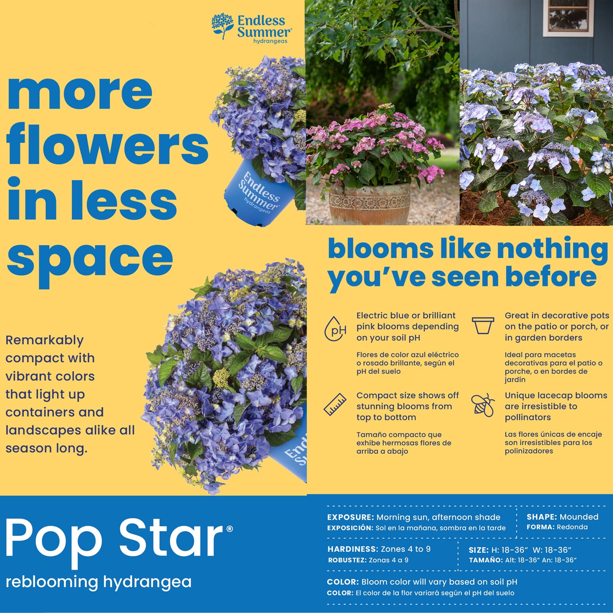 Endless Summer Pop Star Reblooming Hydrangea Live Shrub in 1-Gallon Grower Pot