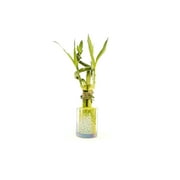 Indoor Live Plants 4 stalks of lucky bamboo spiral arrangements in a clear glass vase with patina finish and bright green pebbles. US seller
