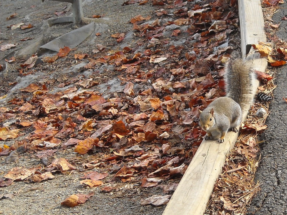 Peel-n-Stick Poster of Animal Nature Forest Wildlife Squirrel Cute Wild