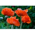 thumbnail image 5 of 1000 Seeds Mixed Colors DOUBLE SHIRLEY POPPY Papaver Rhoeas Flower Seeds, 5 of 5