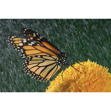 Sunflower Resin - Monarch Butterfly (Danaus Plexippus) In Rain On Sunflower Nova Scotia PosterPrint