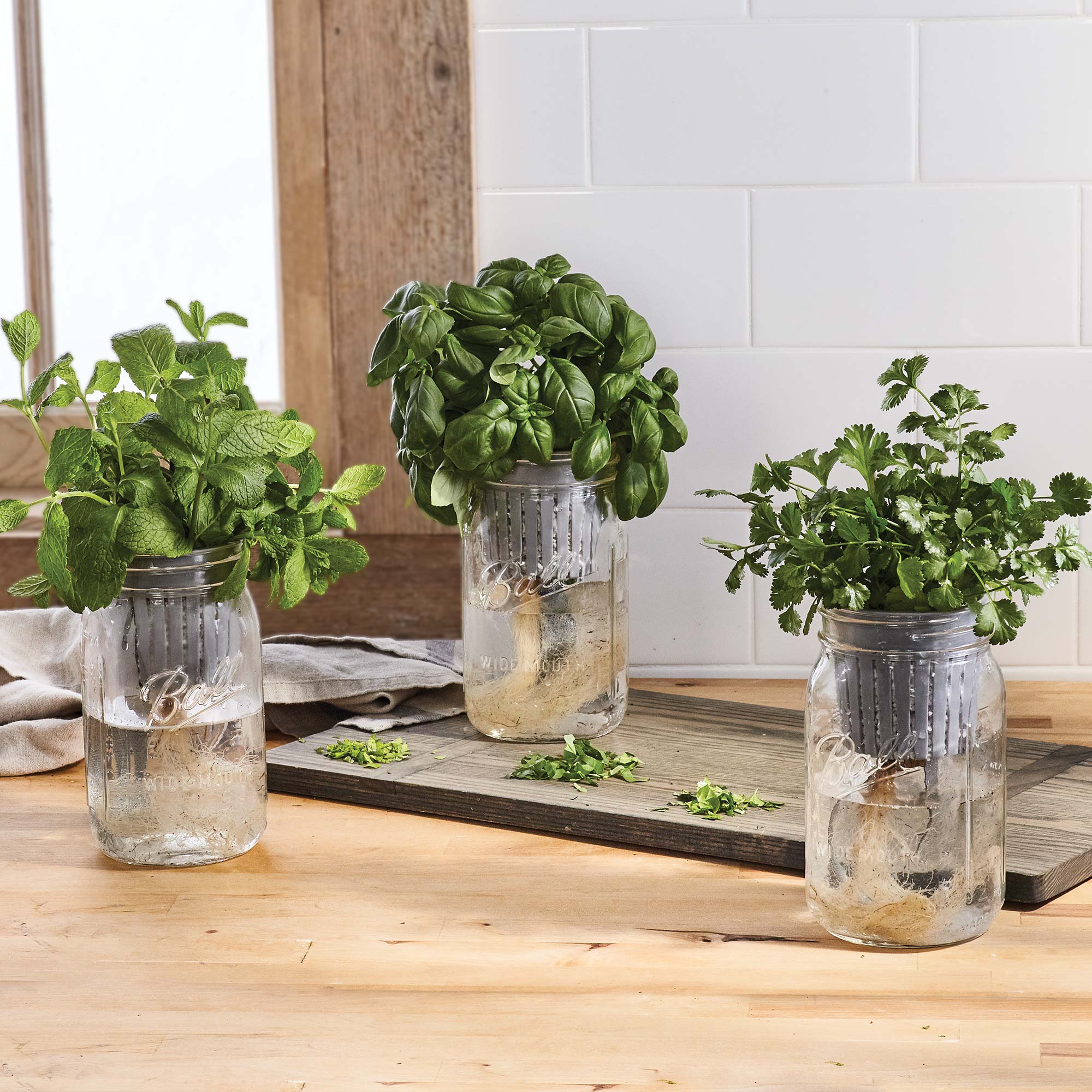 Easy Tutorial For Making Self-Watering Herb Jars From Cuttings - Zaga Diy, image size:2000x2000