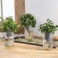 Ball Herb Growing SelfWatering Kit, 3 Pack