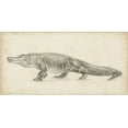 thumbnail image 2 of Harper, Ethan 24x14 Black Ornate Wood Framed with Double Matting Museum Art Print Titled - Alligator Sketch, 2 of 4
