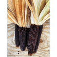 thumbnail image 4 of TomorrowSeeds - Dakota Black Popcorn (Ornamental Corn) Seeds - 150+ Count - For 2025 Planting, 4 of 9